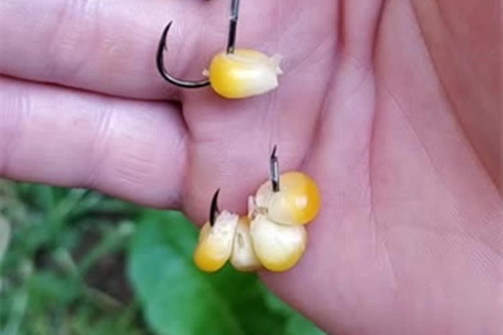 img, 虽然玉米粒 img, 虽然玉米粒